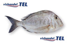 Silver snapper.jpg Silver snapper.jpg